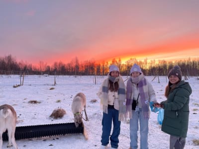 Wild Roaming Reindeer Feeding Experience from Kiruna