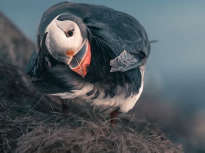 Whales & Puffins Wildlife Safari from Bleik, Vesteralen