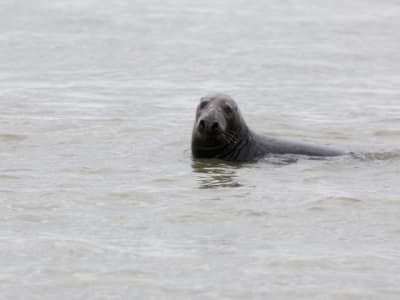 Paseo guiado y observación de focas en la Bahía de Somme