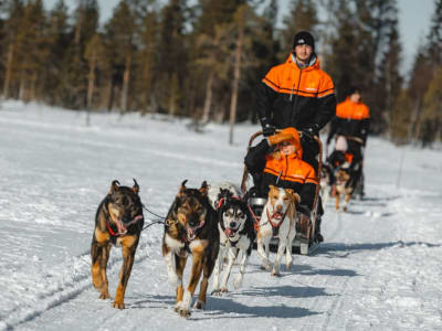 Self-Drive Dog Sledding Safari from Levi