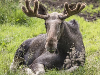 Besuch des Ranua Wildlife Park von Rovaniemi aus