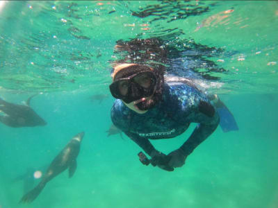 Snorkelling Excursion with Cape Fur Seals from Kleinbaai, near Gansbaai