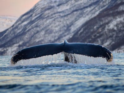 Safari estival d'observation des baleines à partir d'Andenes dans les îles Vesterålen