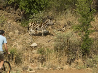 Mountainbike-Ausflug im Letsatsing-Wildreservat, Pilanesberg-Nationalpark