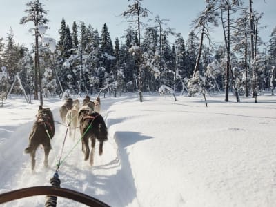 Zwingerbesuch und 5 km Hundeschlittenfahrt ab Rovaniemi