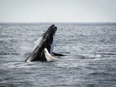 Whale Watching Excursion from Cape Town