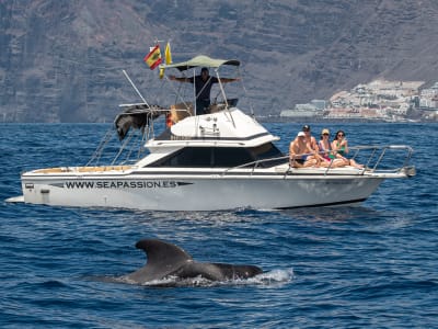 Excursión de Avistamiento de Cetáceos en Barco desde la Playa San Juan, Tenerife