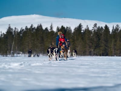 Self-drive Dog Sledding Excursion in Trysil