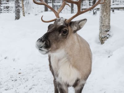 Randonnée en Huskies, rennes et motoneige en Laponie, près de Rovaniemi