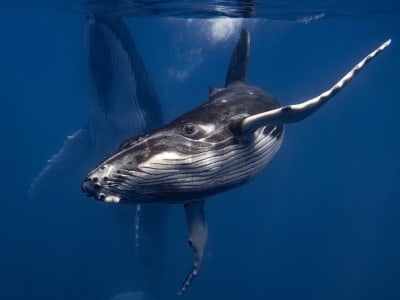 Whale-watching in Tahiti and snorkelling