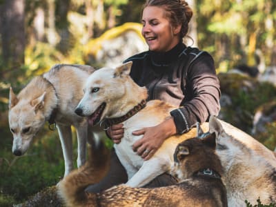 Husky-Wald-Wanderung in der Region Dalarna ab Enviken