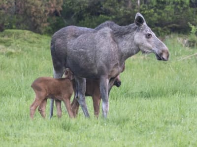 Moose Safari in Hesså near Bjelland