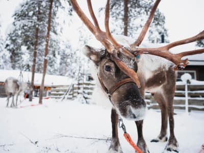 Husky and Reindeer Experience from Levi in Finnish Lapland
