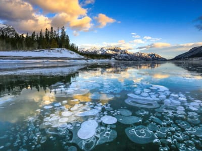 Guided sightseeing tour of the Icefields Parkway and Abraham Lake from Banff