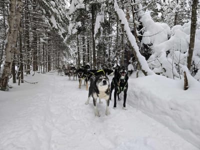 Découverte du chien de traîneau à Québec, Pourvoirie du Lac-Beauport