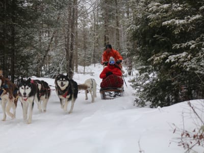 Dog Sledding at Arundel in the Laurentians, near Mont-Tremblant