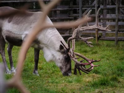 Besuch einer Rentierfarm im Sommer in Rovaniemi