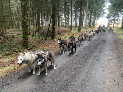 Cani-Karting Entdeckung in Cisternes-la-Forêt, in der Nähe von Clermont-Ferrand