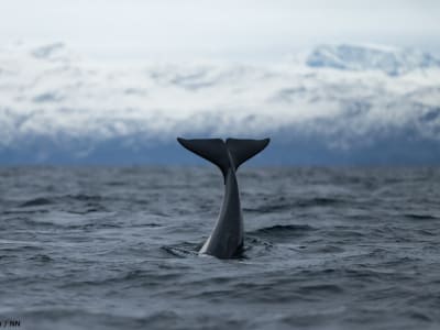 Safari d'observation des fjords et des baleines à partir de Tromsø