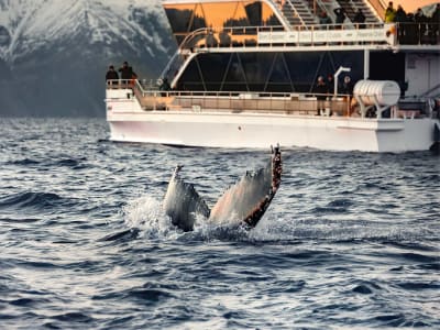 Croisière silencieuse d'observation des baleines au départ de Tromsø