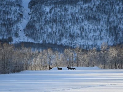 Guided Wildlife Moose Safari in Bardufoss from Målselv