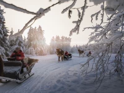 Promenade en traîneau Finnhorse près du village du Père Noël à Rovaniemi