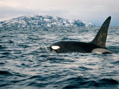 Whale-Watching and Fjord Excursion from Alta