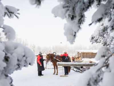 Excursión a una granja de caballos cerca del pueblo de Papá Noel en Rovaniemi