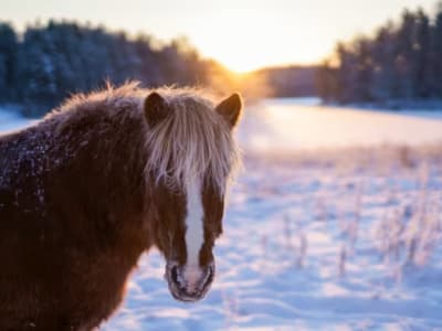 Excursion à cheval à Sysmä près de Lahti