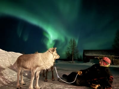 Northern Lights Reindeer Feeding Experience from Kiruna