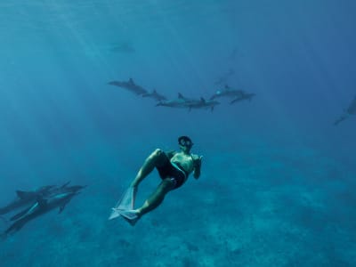 Excursión en barco para practicar snorkel y avistar delfines en la costa de Lanai, desde Maui