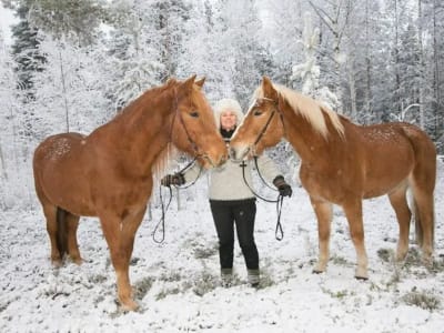 Excursión a una granja de caballos cerca del pueblo de Papá Noel en Rovaniemi