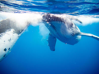 Whale Watching und Schnorcheln auf Tahiti