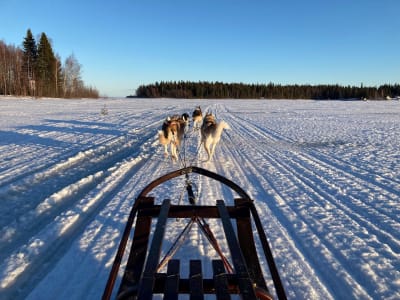 Full-day Self-drive Dog Sledding Experience in Leipijärvi from Haparanda