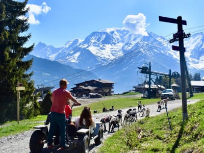 Cani-Kart at Saint-Gervais with Views of Mont-Blanc, Haute-Savoie