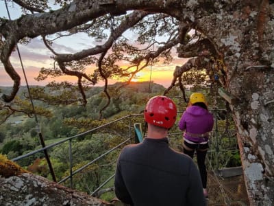 Illuminated Ficus Tree Climbing at Sunset in Monteverde, Costa Rica