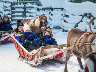 Paseo en Trineo de Renos desde Rovaniemi