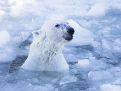 Arctic Polar Bear Experience in Ranua Wildlife Park from Rovaniemi