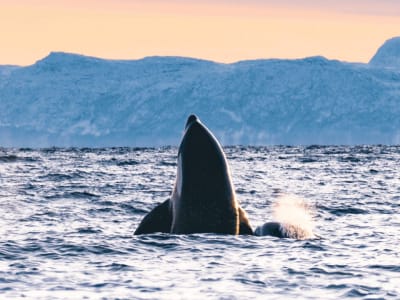 Walbeobachtungstour ab Tromsø