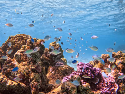 Excursión para avistar delfines y practicar Snorkel en Tahití