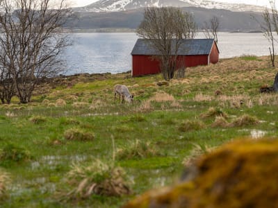 Safari guidé pour la faune et l'élan à partir de Sortland in Vesterålen