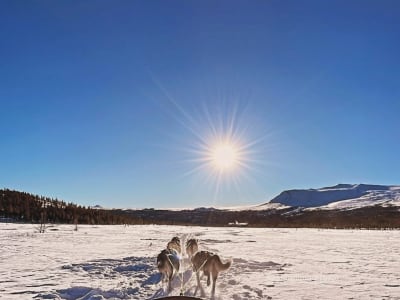 Overnight Camping and Dog Sledding in Jotunheimen National Park from Randsverk