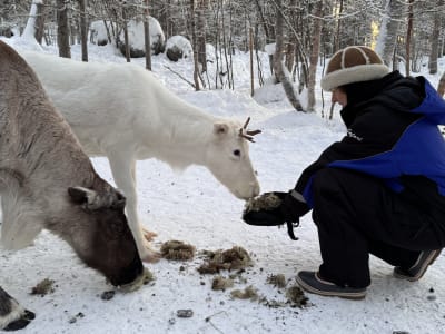 Expérience de nourrissage de rennes à partir d'Inari
