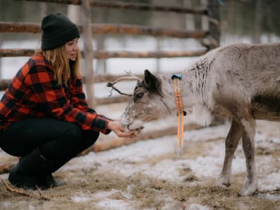 Paseo en trineo de nieve y visita a una granja de renos desde Levi