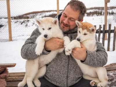 Besuch eines Husky-Lagers in Akureyri, Eyjafjörður