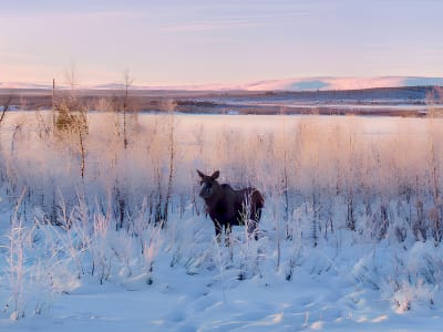 Moose Safari in the Kalix River Valley from Kiruna