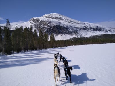 Excursiones en trineo tirado por perros en Tylldalen, cerca de Røros