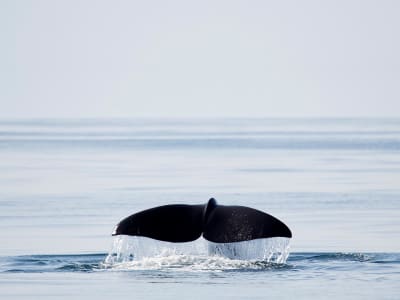 Sommerliche Wal- und Meerestier-Bootssafari ab Stø auf den Vesterålen
