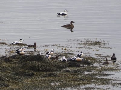 Wildlife Boat Tour on Varangerfjorden near Vardø