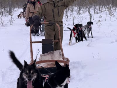Balade en Husky et en renne avec pêche sur glace en Laponie, près de Rovaniemi